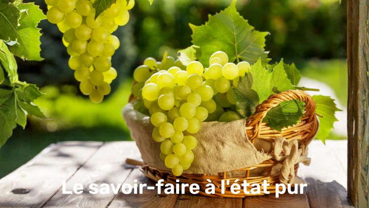 Grappe de raisin blanc Bio dans un panier en osier traditionnel