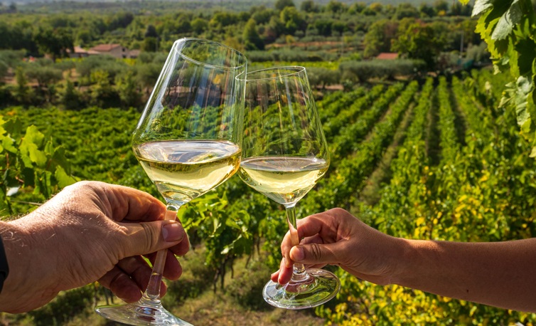 Dégustation de vin blanc de Sancerre face aux vignes
