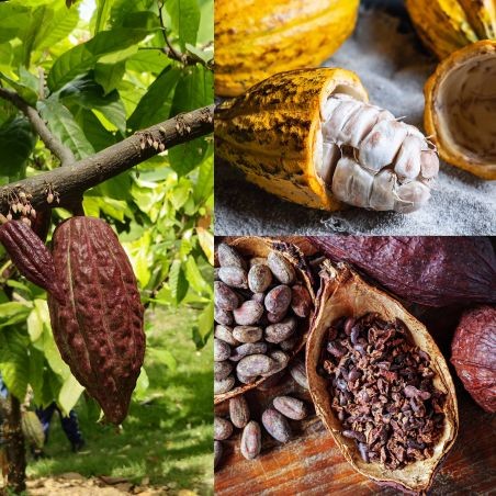 Chocolaterie Artisanale Comptoir du Cacao